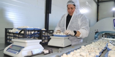 devlet-destegiyle-basladigi-iste-60-ton-uretim-yapan-bulunmaz-nimet-DGZbZ5Sd.jpg