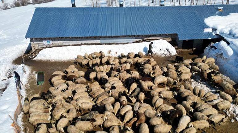 İstanbuldan Köyüne Döndü: 4 Yılda 100 Koyunu 680’e Çıkardı