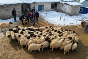 devlet-destegiyle-vanda-kucukbas-hayvanciligi-artis-gosteriyor-9WUJpI3D.jpg