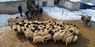devlet-destegiyle-vanda-kucukbas-hayvanciligi-artis-gosteriyor-9WUJpI3D.jpg