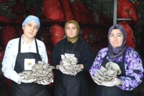 girisimci-kadinlar-yilda-60-ton-istiridye-mantari-uretiyor-HW5ODsd4.jpg