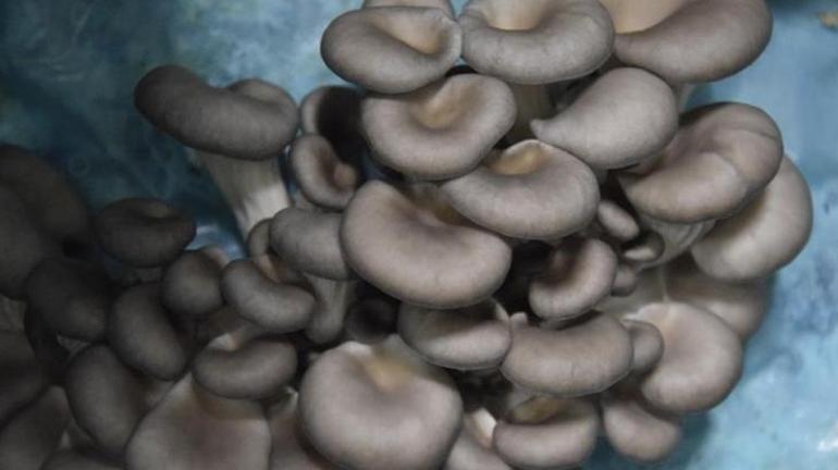 Hobi Olarak Üretime Başladı: 1 Ton Hasat Elde Ediyor