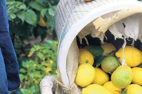 ithalat-kapilarini-acan-limon-fiyatlari-piyasa-saskinligi-3AUesEhP.jpg