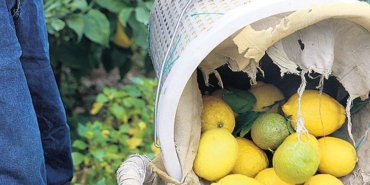 ithalat-kapilarini-acan-limon-fiyatlari-piyasa-saskinligi-3AUesEhP.jpg