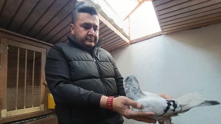 Memurluktan Güvercin Yetiştiriciliğine: Otomobil Fiyatına Satıyor