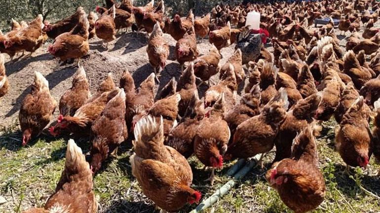 Şehrin Kirası Köyde Yeni Bir Hayat: Kendi Çiftliğini Kurdu