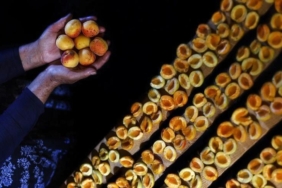 malatyadan-66-milyon-dolarlik-kuru-kayisi-ihracati-dunya-pazarlarinda-buyuk-basari-FfTGq4z9.jpg