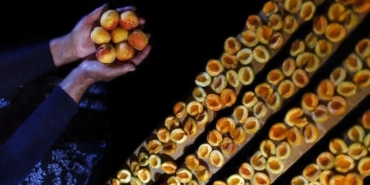 malatyadan-66-milyon-dolarlik-kuru-kayisi-ihracati-dunya-pazarlarinda-buyuk-basari-FfTGq4z9.jpg